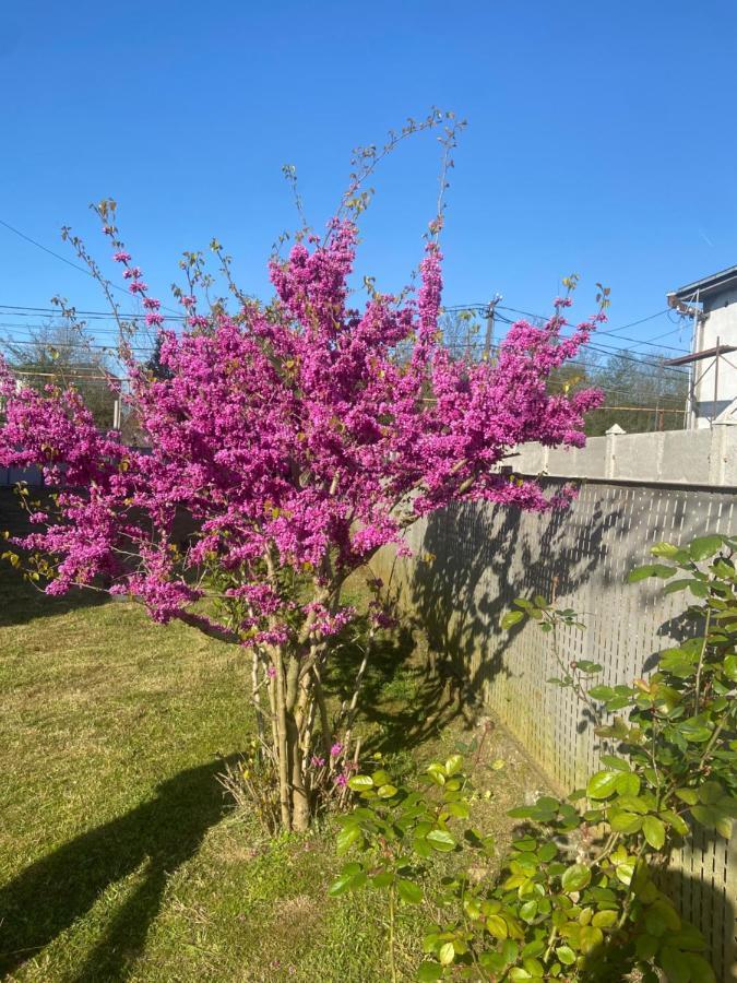באטומי Luka Family Guest House מראה חיצוני תמונה